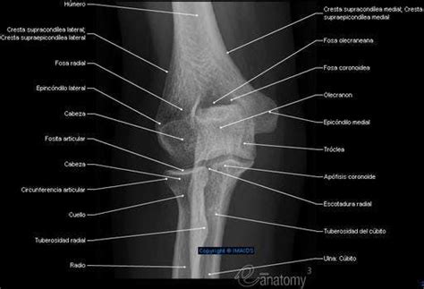 Radiografia De Codo AP View E Anatomy Imaios Medical512 512349