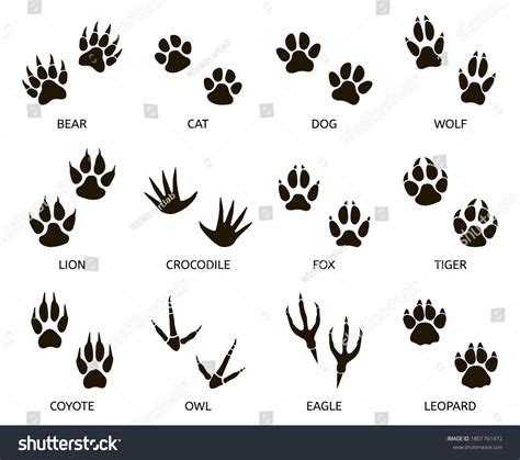 532 Coyote footprint Images, Stock Photos & Vectors | Shutterstock