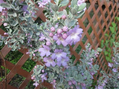 Texas Ranger Leucophyllum Frutescens Compacta