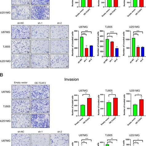 TCAF2 overexpression promoted migratory/invasive properties of glioma ... 