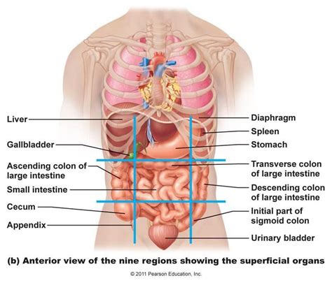 Abdominopelvic Regions Human Body Anatomy Anatomy Organs 52 Off