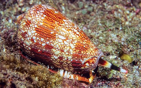 Geography Cone Snail | Animal Database | Fandom