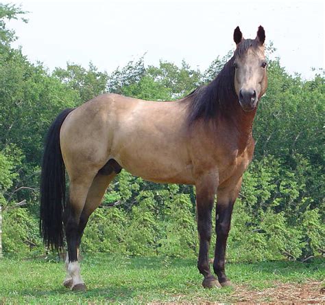 Buckskin Stallion Handsome Stallion Buckskin Horse Hd Wallpaper