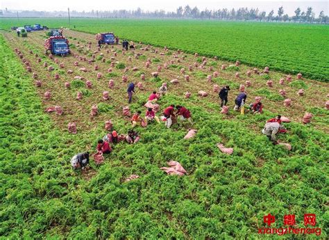 陕西大荔县沙苑红萝卜喜获丰收中乡网