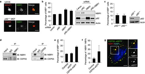 Nbr1 Is A Receptor For Targeting Mb D S To The Autophagy Pathway A