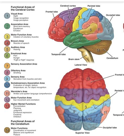 Pin By Sarah Jackson On Anatomy Remembering Tips Basic Anatomy And