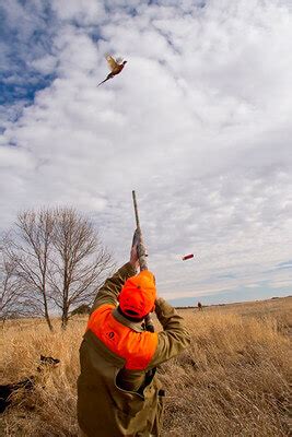 20 Best Pheasant Hunting Tips