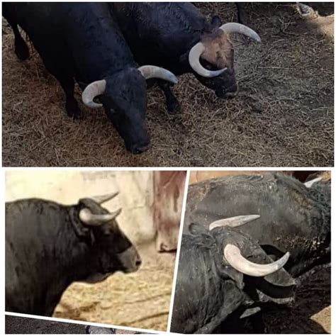 Rechazados los seis toros de El Vellosino en Alcañiz Toros de Lidia