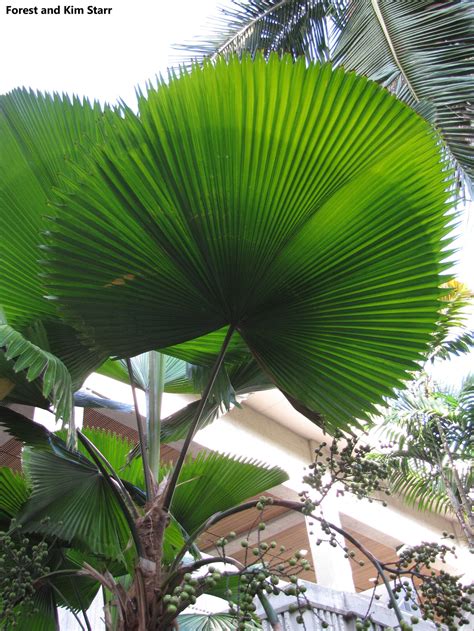 Licuala Grandis Pritchardia Grandis Ruffled Fan Palm Vanuatu Fan