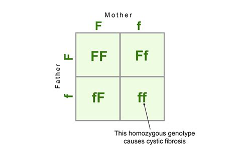 Dominant Genes Are Shown As Capitals Where Recessive Lower