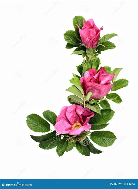 Wild rose (Dog rose) stock image. Image of blossom, botany - 27160293