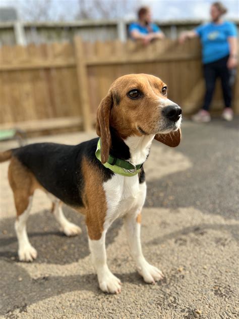 Hundreds of Rescued Beagles May Find Fur-ever Homes in the DC Area