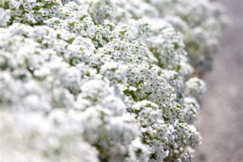 Lobularia Maritima Sweet Alyssum