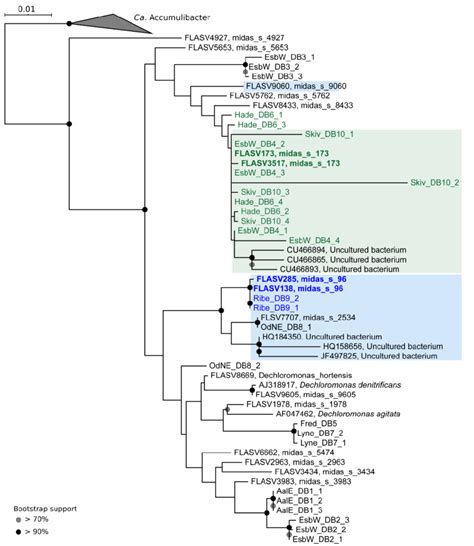 Maximum Likelihood PhyML 16S RRNA Gene Phylogenetic Tree Of The Genus