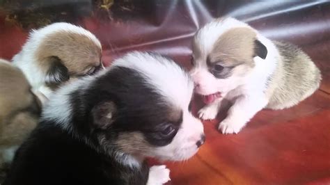 Corgi Pups At 3 Weeks Old Youtube