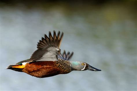 Australasian Shoveler Duck 24736330 Stock Photo at Vecteezy