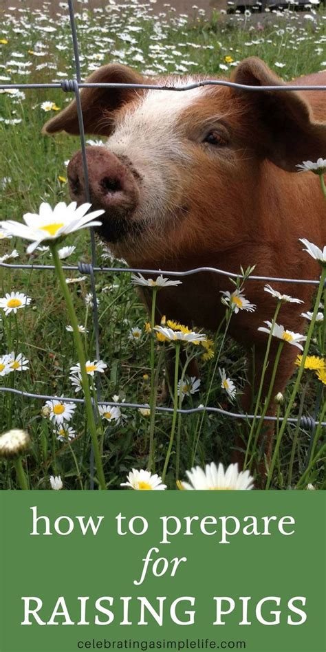 raising pigs for meat - raising your own happy healthy pigs is so ...