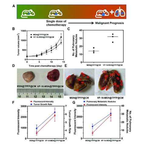 A Schematic Diagram Of Tumor Prognosis Model Orthotopic Tumor Growth