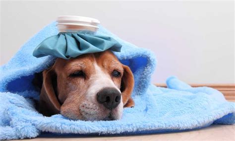 how to bring a dog's temp down