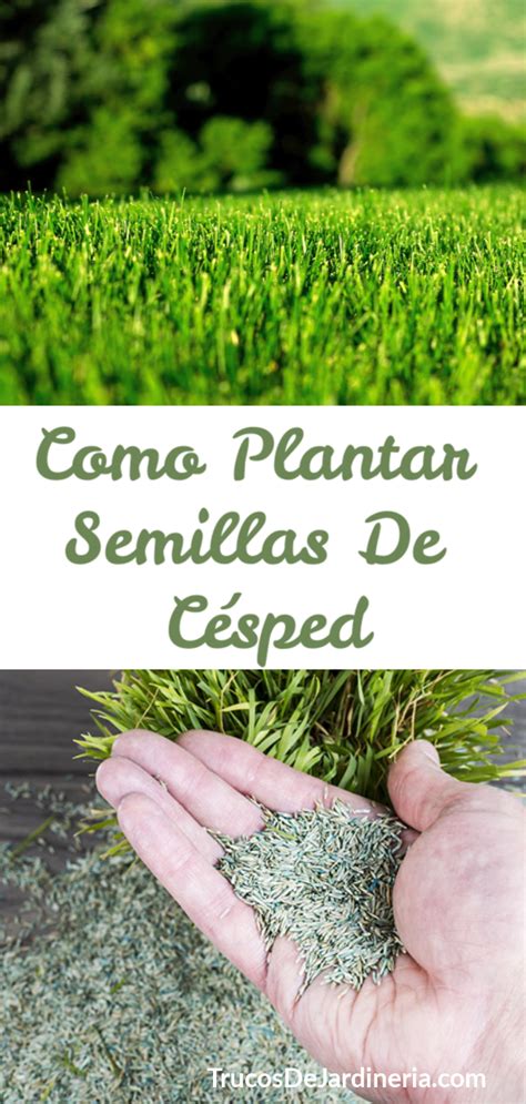 Como Se Siembra El Cesped De Jardin Jasma