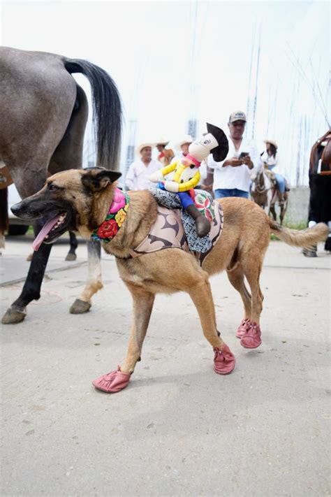 M S De Mil Jinetes Participan En La Sexta Cabalgata De La Guelaguetza