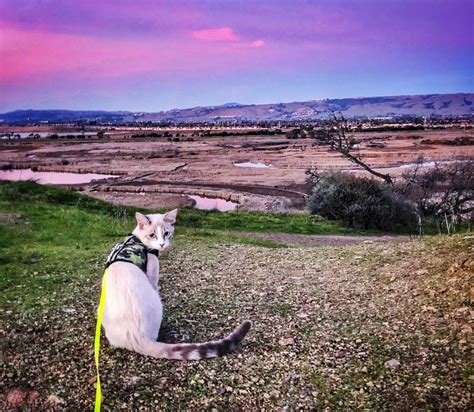 2019’s first sunset on East Bay ridge : r/bayarea