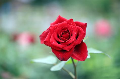 40 000개 이상 무료 Rose 및 자연 사진 Pixabay