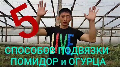 5 СПОСОБОВ ПОДВЯЗКИ ПОМИДОР И ОГУРЦА. Детально и НАГЛЯДНО показываю ...