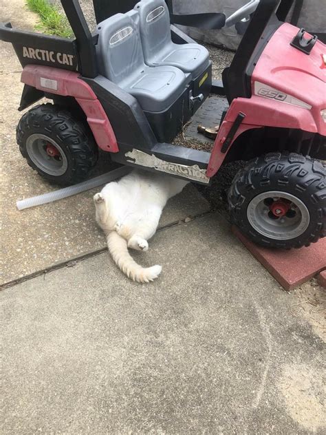 Pin By Mary Lowery Nelson On Cute Overload Riding Lawnmower Push