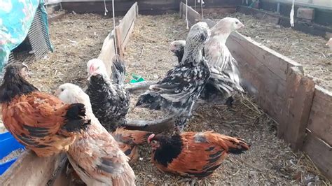 Первая прогулка цыплят 2018 в теплице/// Март месяц на дворе - YouTube