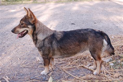 Swedish Vallhund Breeders in Texas with Puppies for Sale | PuppyHero