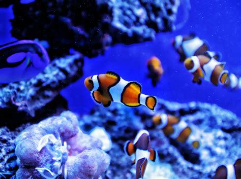 Gender Bending Fish How Clownfish Can Change Sex To Survive