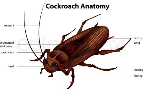 Cockroach Anatomy | Stock vector | Colourbox