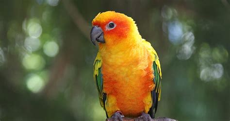 Bird Parrot Ultra High Quality Walls HD Wallpaper Pxfuel