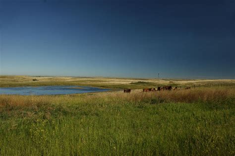 Hussar Alberta Photograph by Tingy Wende - Pixels