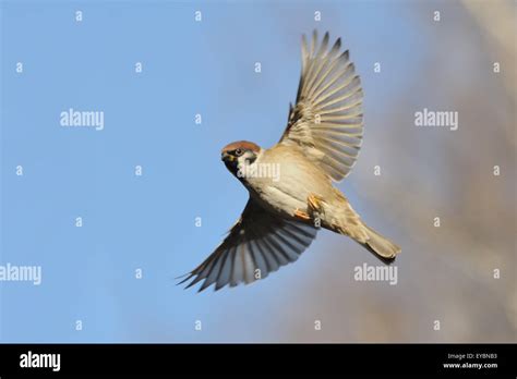 Sparrows In Flight