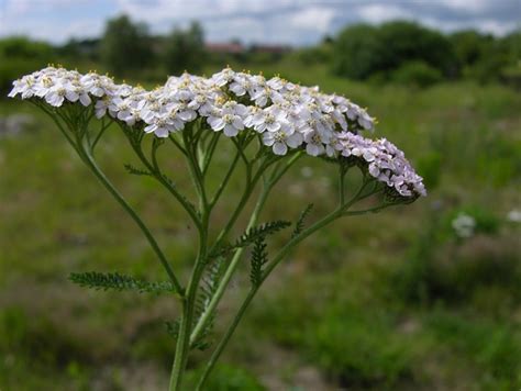 Milenrama Achillea millefolium foto imágen 12575