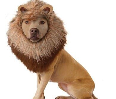 Lion Dog Costume - Awesome Stuff 365