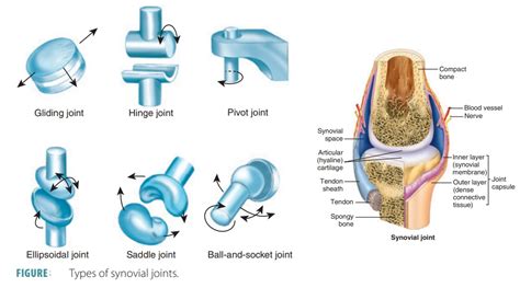 Synovial Joints 6 Types