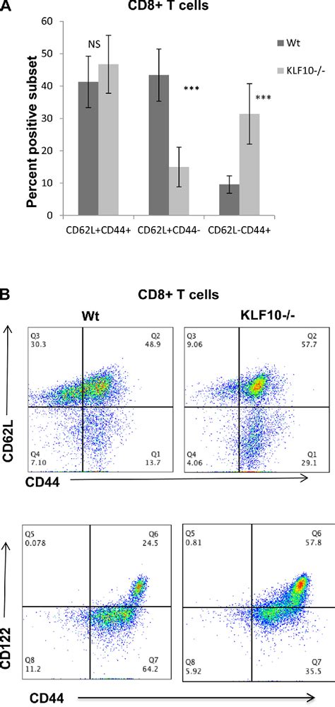 Figure 1 From Krüppel Like Factor Klf 10 Regulates Transforming Growth