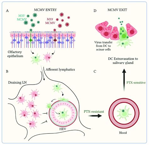 The Mcmv Encoded Chemokine Receptor M Drives Dc Dependent Systemic