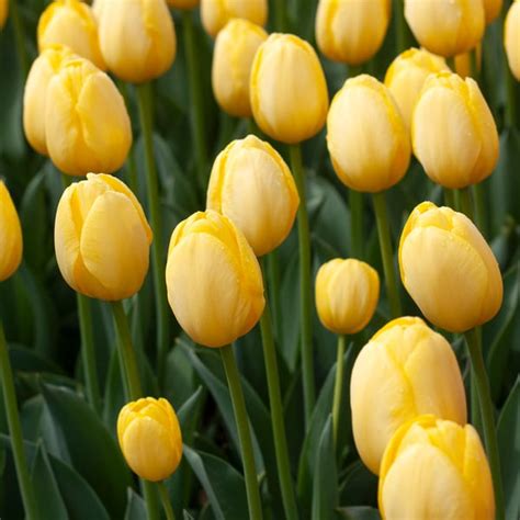 yellow tulips