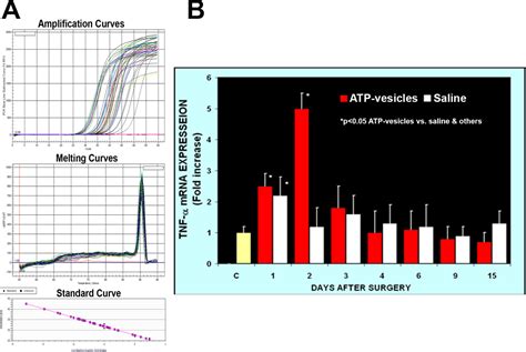 Frontiers Intracellular Atp Delivery Causes Rapid Tissue Regeneration