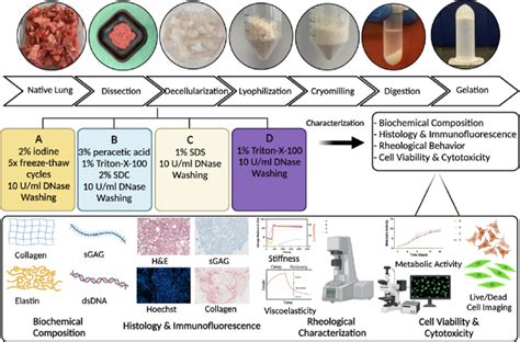 Schematic Representation Of The Decellularization Process And
