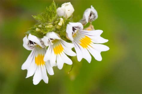 Wietlik Kowy Euphrasia Officinalis Lifetree Pl