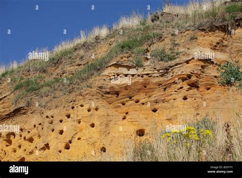 Sand Martin Nests In Cliffs At Dunwich Suffolk Stock Photo Alamy