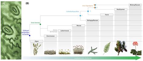 Biologie News Wie Pflanzen Lernten Wasser Zu Sparen