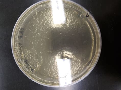 Soil E Plaque Assay Results Bears In The Sea