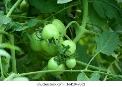 Exclusive Tomato Cultivation Farming Techniques Stock Photo 1641847882 | Shutterstock