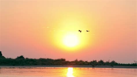 Birds Flying At Sunrise Silhouette Of Two Birds Flying Over The Water